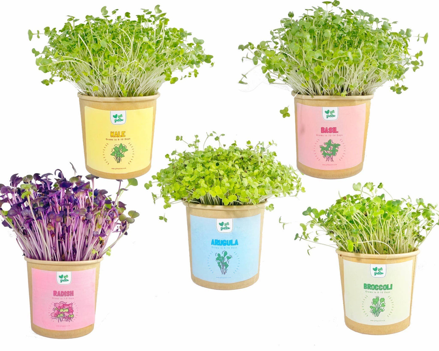 MicroGreens Gift Box